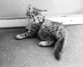 A black and white photo of a beautiful sad kitten Royalty Free Stock Photo